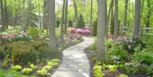 LAKE BLUFF  WOODLAND  SHADE GARDEN